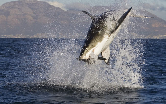 Обои картинки фото животные, акулы