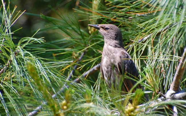 Обои картинки фото животные, птицы