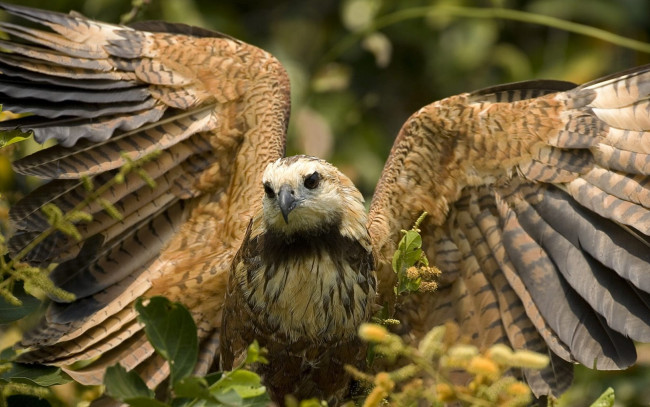 Обои картинки фото животные, птицы, хищники