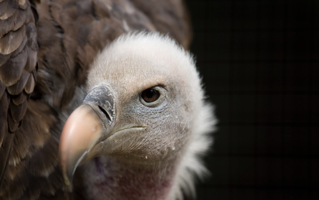 Обои картинки фото животные, птицы, хищники