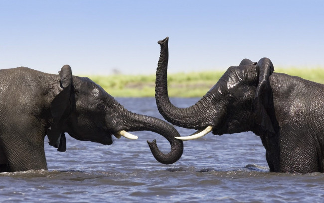 Обои картинки фото животные, слоны