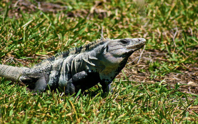 Обои картинки фото животные, Ящерицы, игуаны, вараны