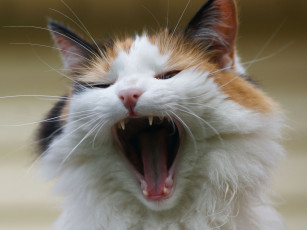 Картинка авт memoria животные коты