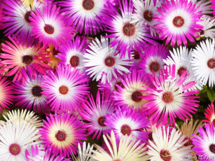 Картинка цветы аизовые