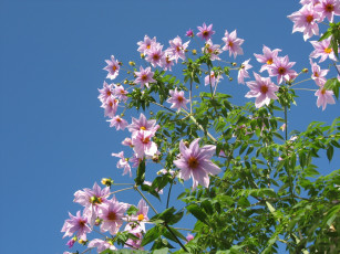 Картинка цветы георгины