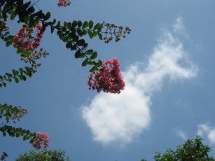 Картинка цветы лагерстрёмия