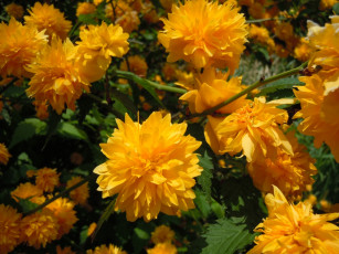 Картинка цветы рудбекия