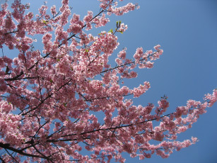 Картинка цветы сакура вишня