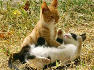 Картинка сдаёмсу животные коты