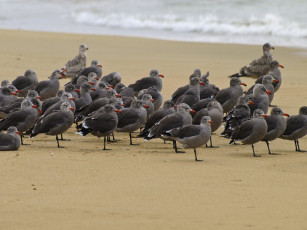 Картинка животные Чайки бакланы крачки