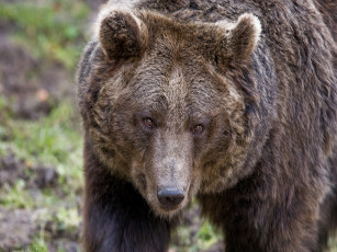 Картинка животные медведи