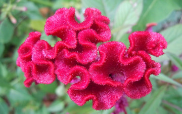 Картинка цветы амаранты