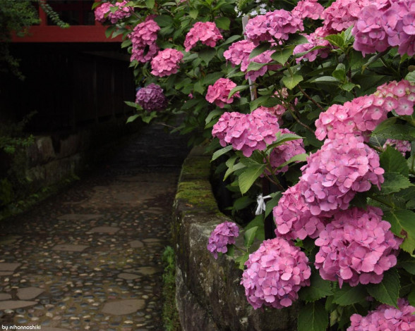 Обои картинки фото цветы, гортензия