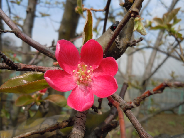 Обои картинки фото цветы, цветущие, деревья, кустарники