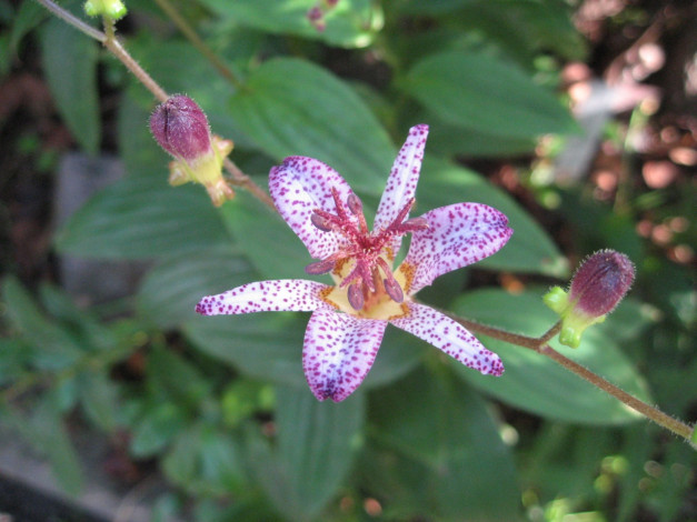 Обои картинки фото цветы, орхидеи