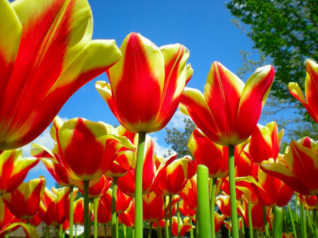 Обои картинки фото цветы, тюльпаны