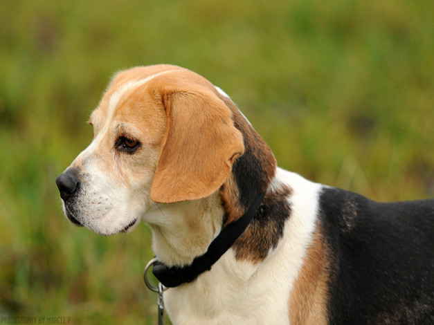 Обои картинки фото животные, собаки