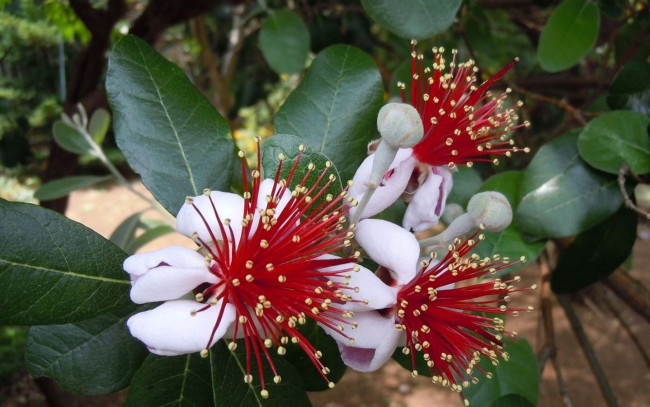 Обои картинки фото цветы, цветущие, деревья, кустарники