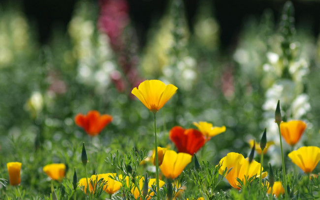 Обои картинки фото цветы, эшшольция