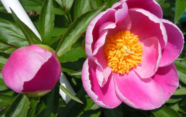 Обои картинки фото цветы, пионы