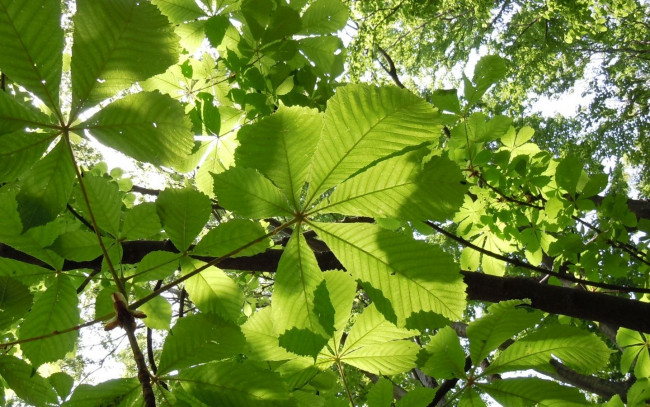 Обои картинки фото природа, листья