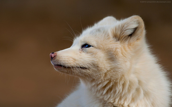 Обои картинки фото животные, песцы