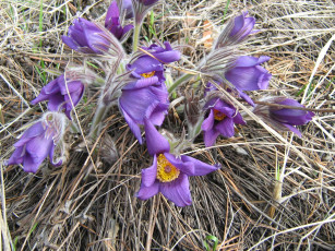 Картинка цветы анемоны адонисы прострел сон-трава