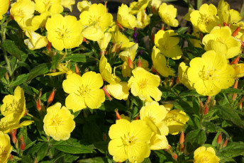 обоя цветы, капли, воды, желтые