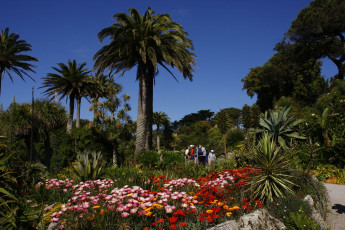 Картинка природа парк пальма