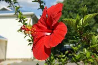 Картинка цветы гибискусы зелень