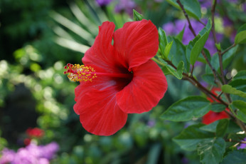 Картинка цветы гибискусы зелень ветки