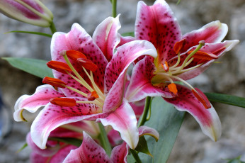 Картинка цветы лилии лилейники розовый тычинки