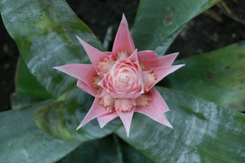 Картинка цветы листья