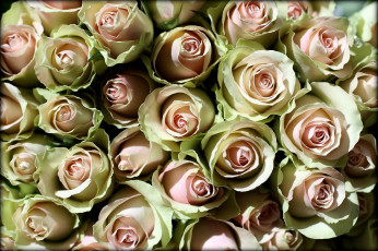 Картинка цветы розы много бледно-розовый