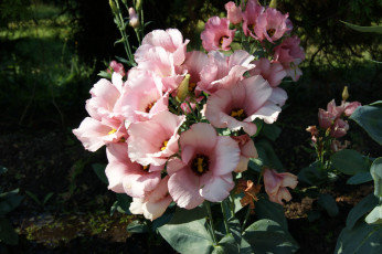 Картинка цветы темный фон