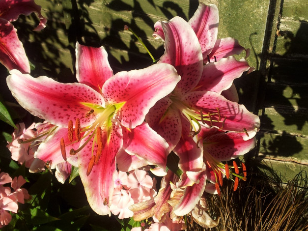 Обои картинки фото цветы, лилии, лилейники, пестик, тычинка