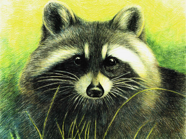 Обои картинки фото рисованные, животные, еноты, енот