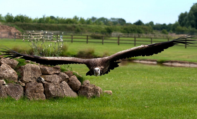 Обои картинки фото грифон, животные, птицы, хищники, полет, крылья