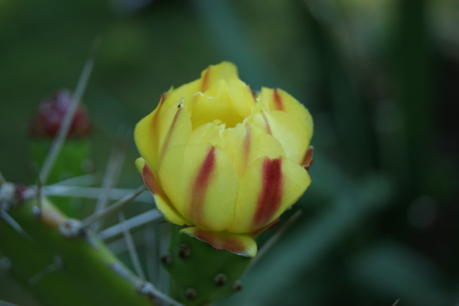 Обои картинки фото цветы, кактусы, иголки, цветок