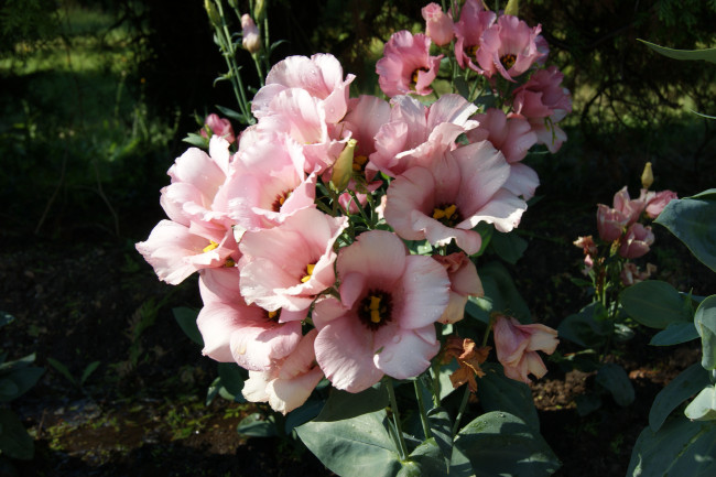 Обои картинки фото цветы, темный, фон