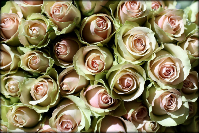 Обои картинки фото цветы, розы, много, бледно-розовый