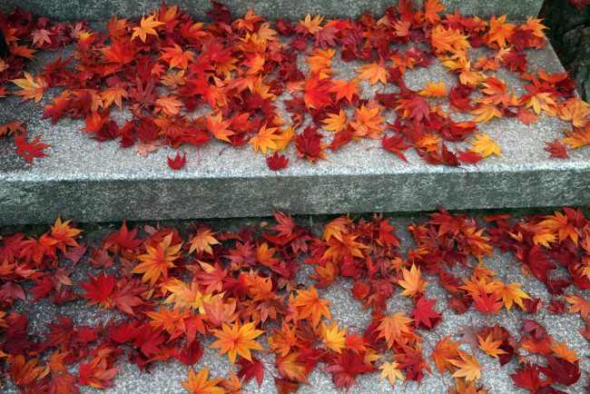 Обои картинки фото природа, листья, лесница, камень