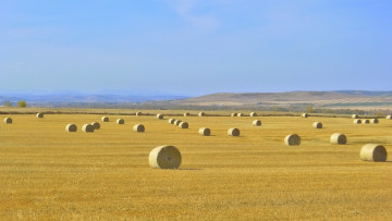 Картинка природа поля поле сено