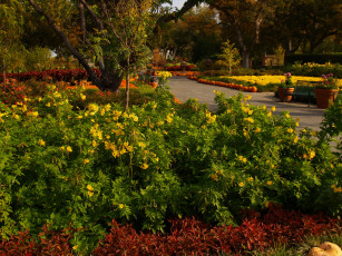 Картинка природа парк клумбы цветы