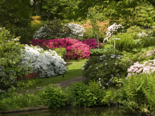 Картинка природа парк кусты деревья река