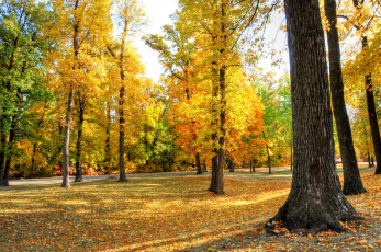 Картинка природа парк осень