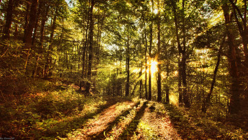 Картинка природа лес лучи