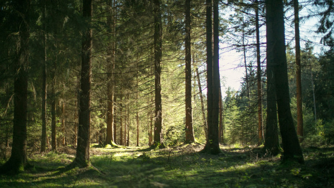 Обои картинки фото природа, лес, деревья, трава