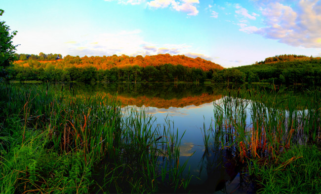 Обои картинки фото эльшайд, германия, природа, реки, озера, лес, камыши, река