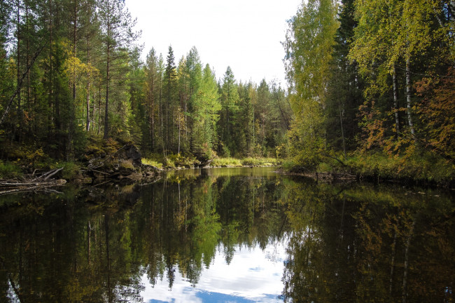 Обои картинки фото природа, реки, озера, березы, вода